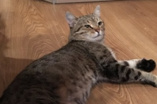 Ilgas kelias namo: pasiklydęs katinas grįžo po 7 metų