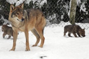 Pakitus vilkų apskaitos metodikai siūloma keisti medžioklės limitą