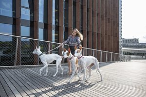 Lietuvoje jų vos 9 – tai faraonų laikus menantys itin reti Ibizos veislės šunys