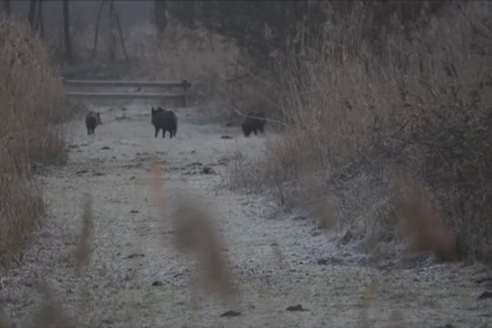 Belgijoje rastos kiaulių maru užsikrėtusių šernų gaišenos