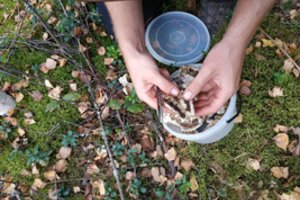 Grybo kepurėje aptiktas neįtikėtinas radinys, saugomas visoje Europoje