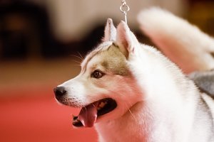 12 nedovanotinų klaidų, kurias kartais daro šunų savininkai