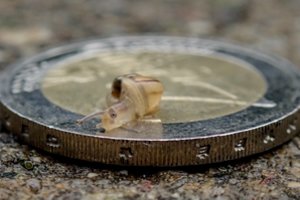 Vėl kibs į skvernus dėl minimalaus atlygio