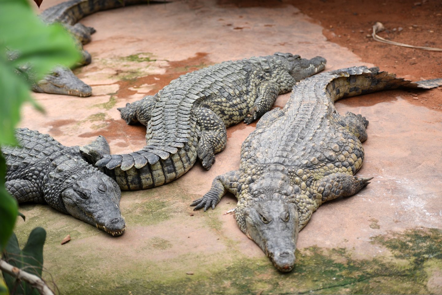  Armėnijoje planuojama veisti krokodilus.<br> Scanpix nuotr.