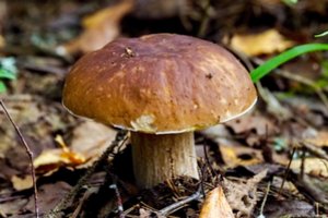 Neturiu laiko grybauti, tad grybų užsiauginu pati – tai išties paprasta