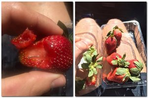 Braškėse atradus mirtinai pavojingą radinį – aliarmas: pasireiškė siaubingas efektas