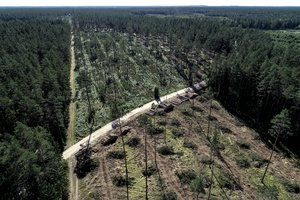 Aplinkos ministras apžiūrės kirtimus Labanoro girioje