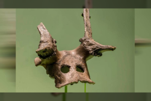 Paslaptingos kaukolės atskleidžia pasaulį, koks jis buvo prieš 11 000 metų