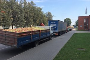 Dėl gausaus obuolių derliaus nusidriekė eilės: laukti tenka parą