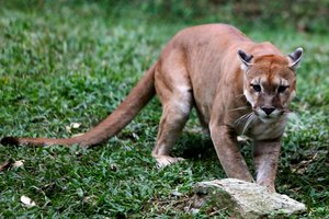 Iš zoologijos sodo Seule pabėgo pavojingas plėšrūnas