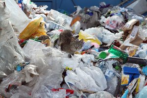 Vis daugiau pasaulio šalių uždraudžia vienkartinius plastikinius gaminius