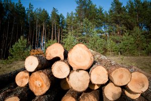 Miškų urėdas M. Pulkauninkas: Labanoro girioje galima plynai kirsti mišką