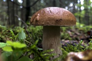 Grybų sezono ypatumai: ko ieškoti miškuose, o ko – parduotuvėse?