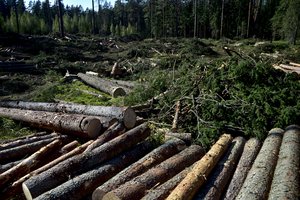 Labanoro girioje stabdomi miško kirtimai