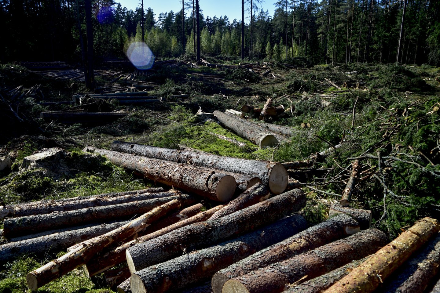 Labanoro kirtimvietės.<br>V.Ščiavinsko nuotr.