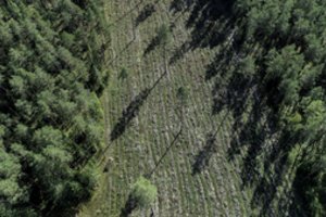 Labanoro girioje – mėnesio pertrauka: stabdo miško kirtimus