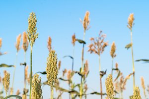 Netradicinės žemės ūkio kultūros – dar nepopuliarios