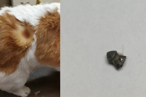 Siaubas Klaipėdos rajone – naminius gyvūnus naudoja kaip taikinius šaudyme