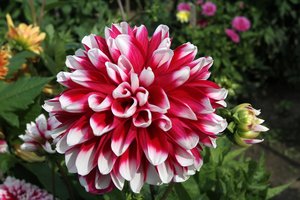 Populiariausios sodų gėlės – jurginai: kaip juos išsaugoti per žiemą?