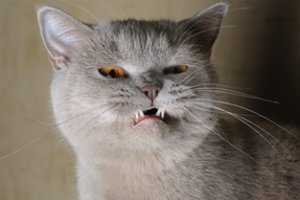 Tikitės perauklėti katę? Atsakymai, kodėl to niekada nepavyks