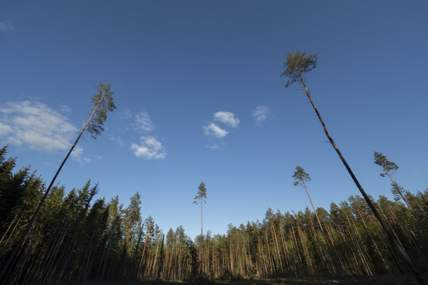 Kertamų miškų plotai didėja dėl brangstančios medienos.<br>V.Ščiavinsko nuotr.