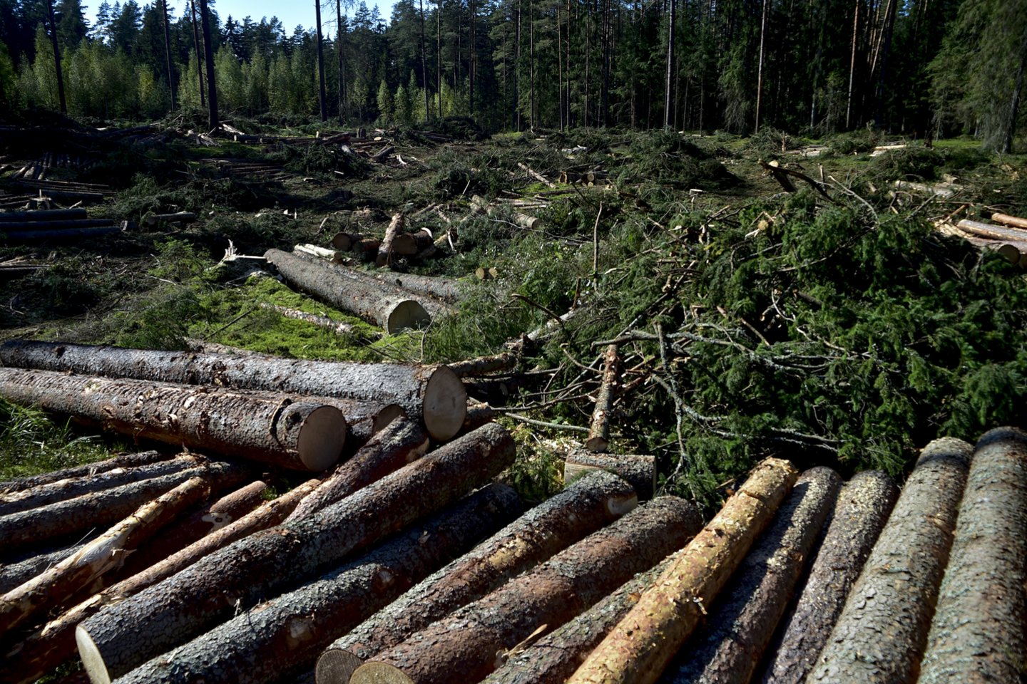 Kertamų miškų plotai didėja dėl brangstančios medienos.<br>V.Ščiavinsko nuotr.