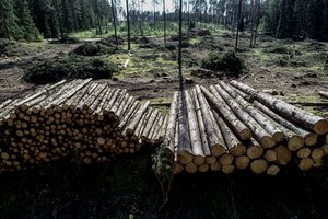 Privačius miškus kirsti vilioja sparčiai brangstanti mediena