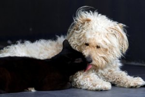 Augintinio gyvenimą prailginti padės šie 5 dalykai