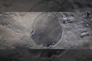 Tai – oficialu: paskelbė patį seniausią gyvūną Žemėje