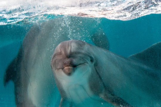Jūrų muziejus vėl kviečia į delfinų terapijos užsiėmimus: lauks ne tik vaikų