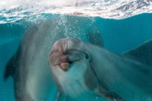 Jūrų muziejus vėl kviečia į delfinų terapijos užsiėmimus: lauks ne tik vaikų