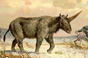 Sibire rasta tikra vienaragio kaukolė