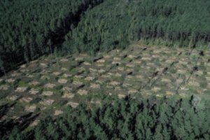 Visuomenininkų skundo dėl miškų kirtimo teismas nepriėmė