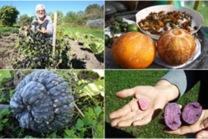 Kaunietės darže tarp neįtikėtinai keisto derliaus  –  ir ateities uogos 