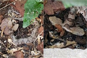 Šiurpus radinys namų kieme: gyvis perduotas mokslininkams ištirti