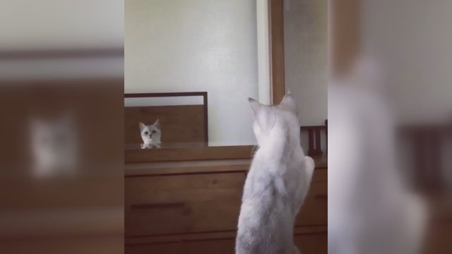 Katės reakcija išvydus save veidrodyje prajuokino – nepatikėjo savo akimis