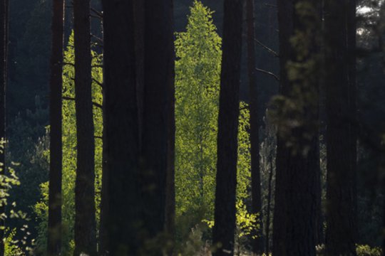 Molėtų rajone neteisėtai iškirstas miškas, aplinkai padaryta žala – per 16 tūkst. eurų
