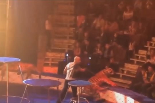 Tragedija Rusijos cirke per pasirodymą – žmonės liko šokiruoti