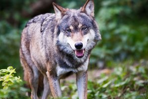 Siūlo padvigubinti vilkų medžioklės limitą