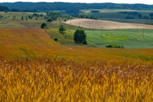 Javų supirkimo kainos augo, gyvulininkystės produktų – smuko