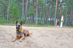 Tarnybiniai šunys demonstruos savo gebėjimus čempionate
