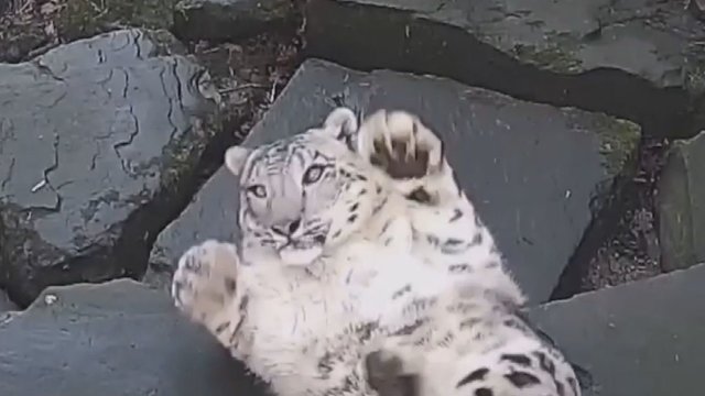 Zoologijos sode užfiksuota kuriozinė tigro reakcija prajuokino iki ašarų