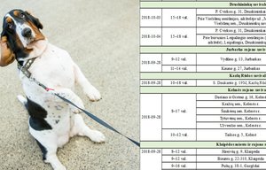 Svarbi žinia šeimininkams: pasitikrinkite, kur jūsų mieste nemokamai vakcinuojami augintiniai