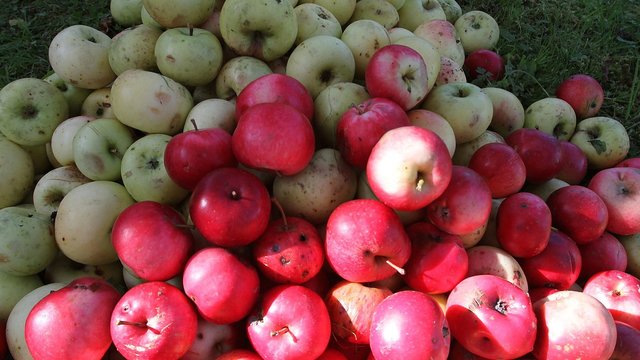 Atskleidė, koks šiemet obuolių derlius