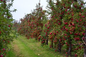 Kaip atpažinti obuolius, kurie užauginti naudojant mažiau chemikalų?