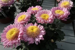 Gėlių moteriai padovanojęs vyras nepataikė 