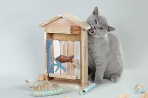 Vilniuje rengiama įspūdinga tarptautinė kačių paroda, dalyvaus 200 augintinių