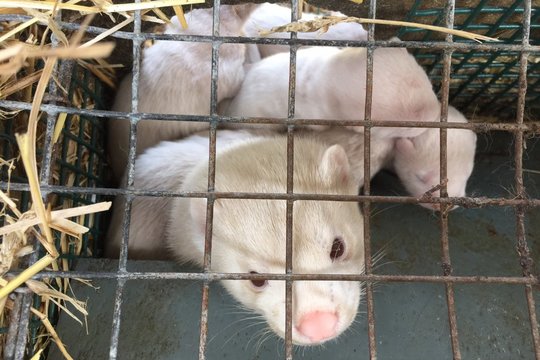 Kailiams auginamų žvėrelių fermų savininkai rengia atvirų durų dienas