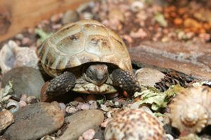 Nusprendėte auginti egzotinius gyvūnus: atsiminkite šiuos dalykus