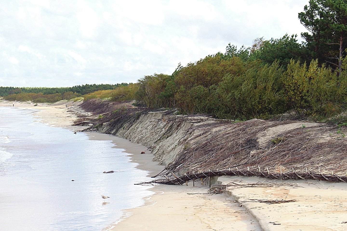 Bangos nuplovė dalį šį pavasarį į Palangos paplūdimio kopas suvežto smėlio.<br>E.Kazlaučiūnaitės nuotr.